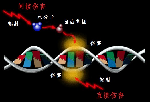 http://songshuhui.net/wp-content/uploads/2010/11/radiation_dna_damage_big1.jpg